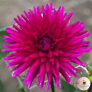 ilovedahlia - buy - dahlia