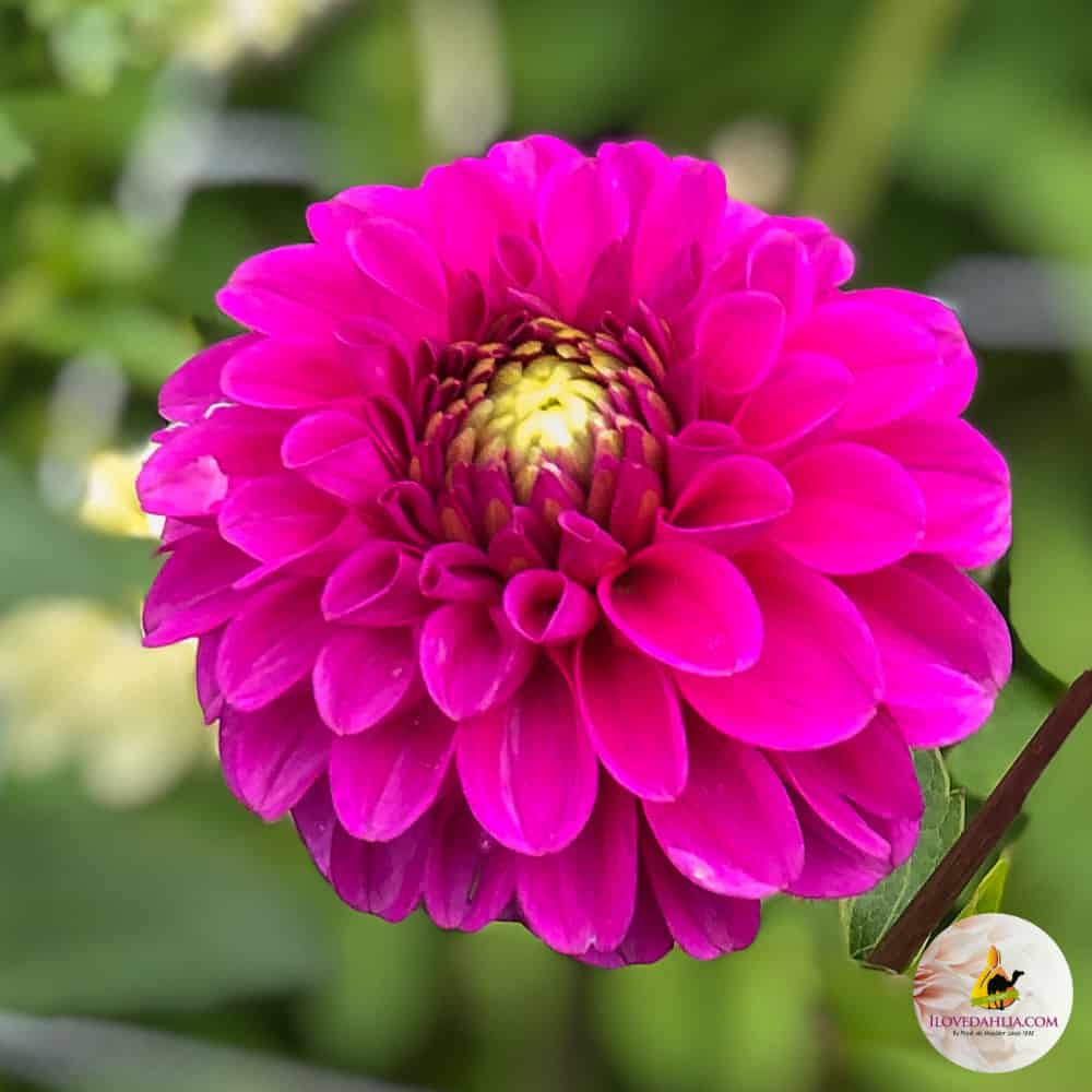 purple dahlia, dahlia purple fox