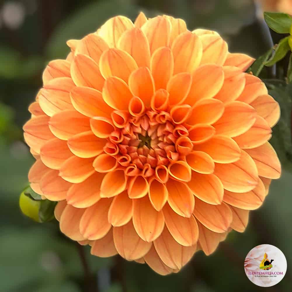 ilovedahlia - buy - dahlia