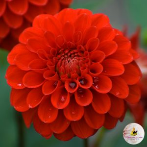 ilovedahlia - buy - dahlia