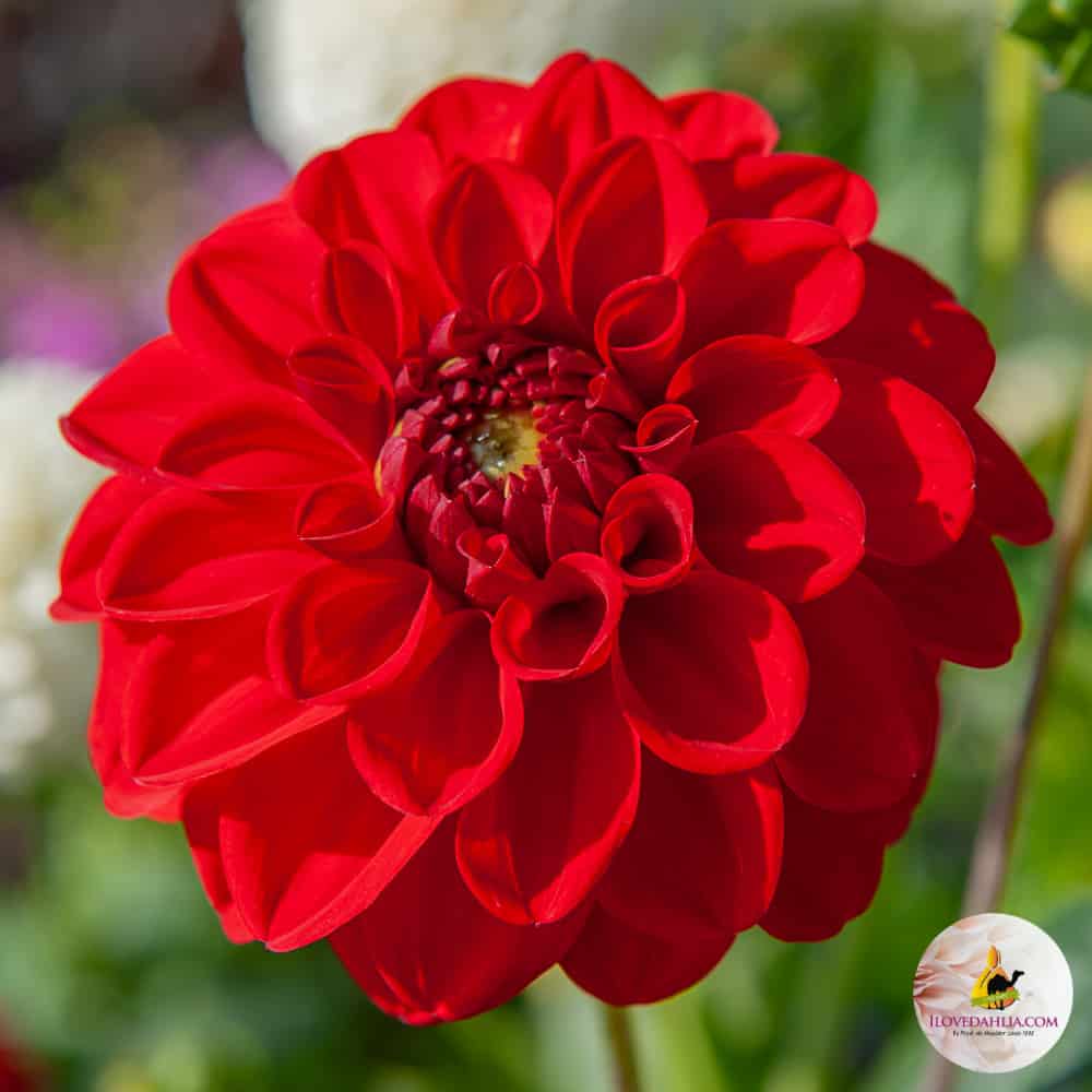 ilovedahlia - buy - dahlia