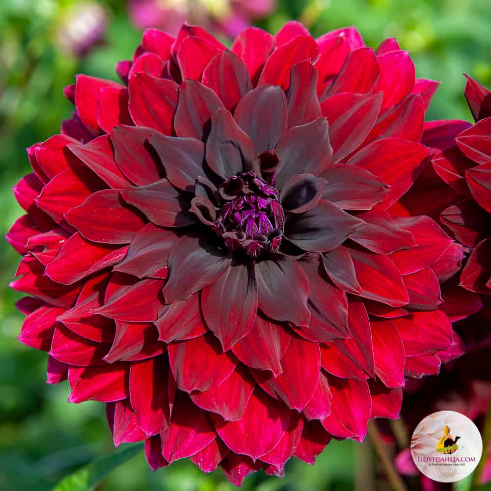 ilovedahlia - buy - dahlia