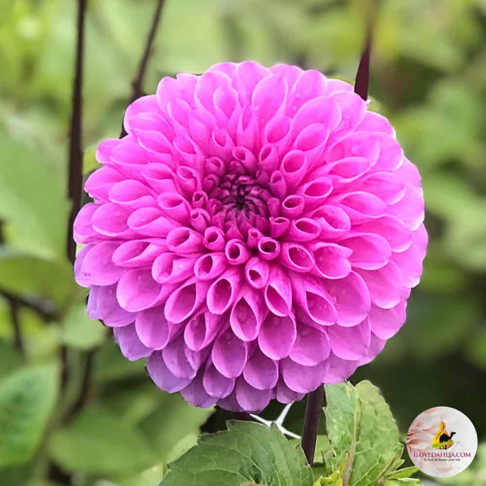 ilovedahlia - buy - dahlia - Robann Regal
