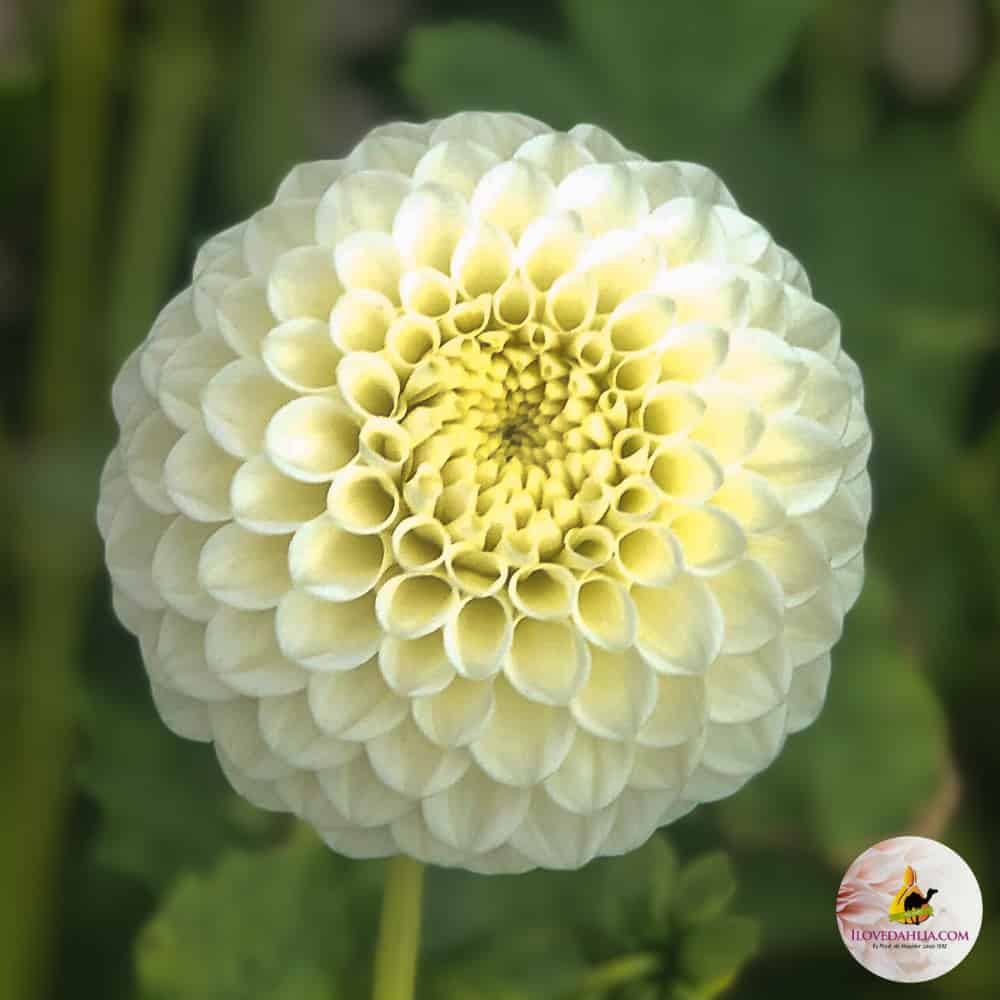 ilovedahlia - buy - dahlia