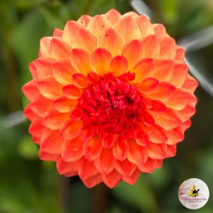 ilovedahlia - buy - dahlia