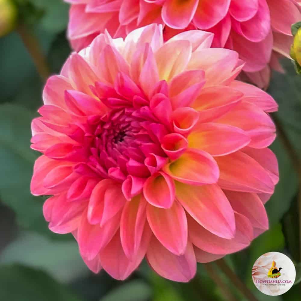 ilovedahlia - buy - dahlia