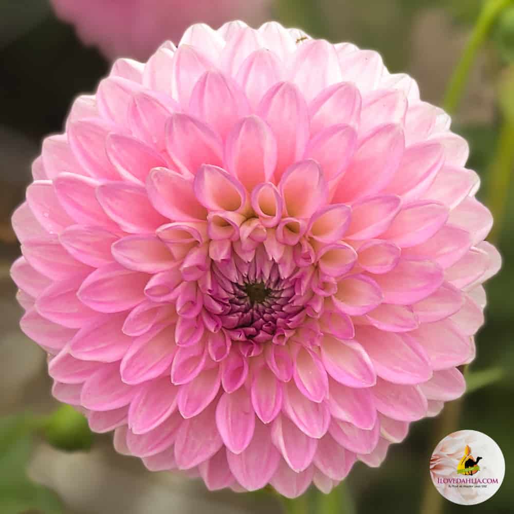 ilovedahlia - buy - dahlia