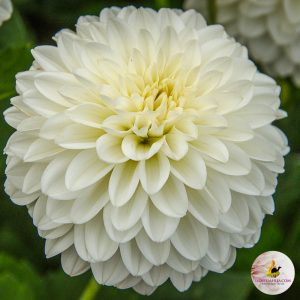 ilovedahlia - buy - dahlia