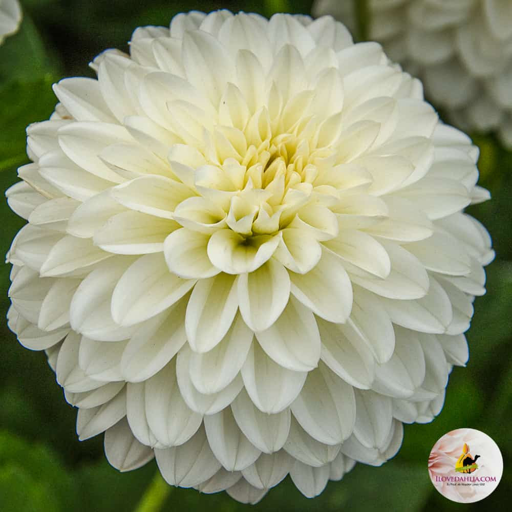 ilovedahlia - buy - dahlia