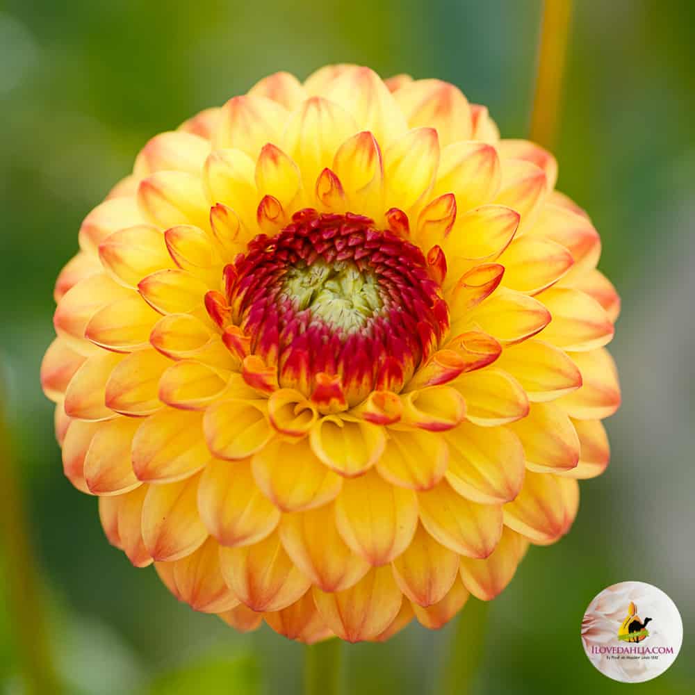 ilovedahlia - buy - dahlia