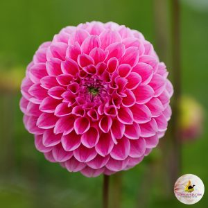 ilovedahlia - buy - dahlia