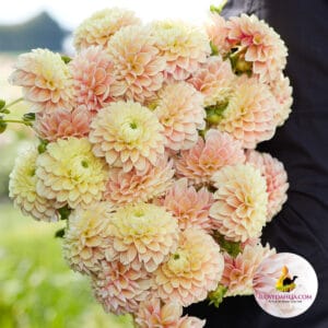 Dahlia Sweet Suzanne