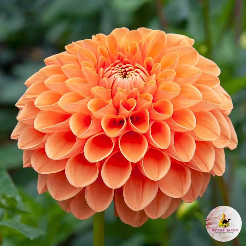 ilovedahlia - buy - dahlia