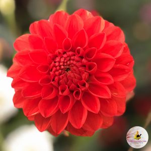 ilovedahlia - buy - dahlia