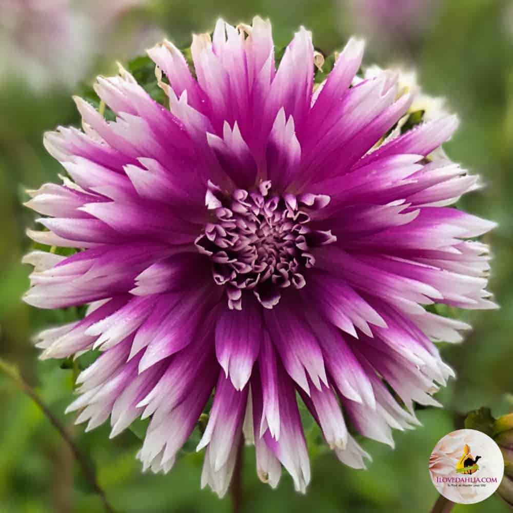 ilovedahlia - buy - dahlia