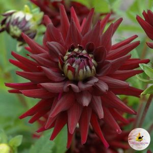 ilovedahlia - buy - dahlia