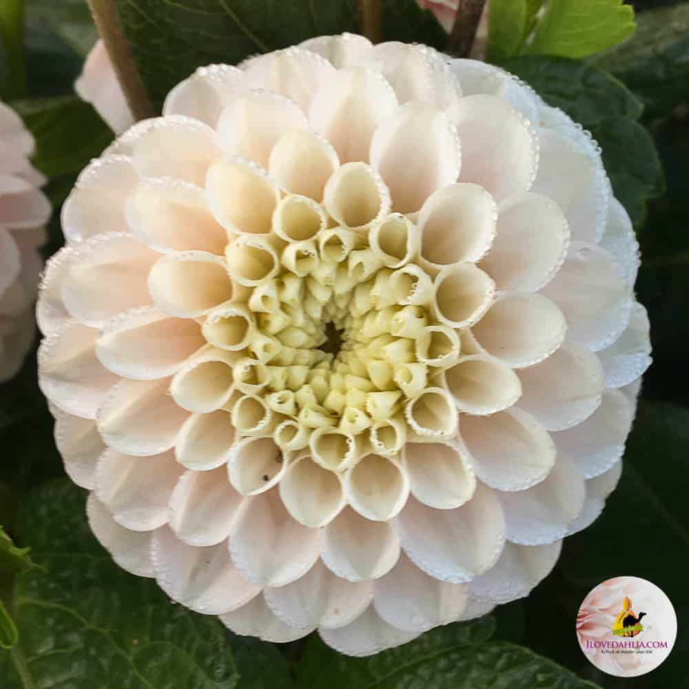 Dahlia White Wizzard