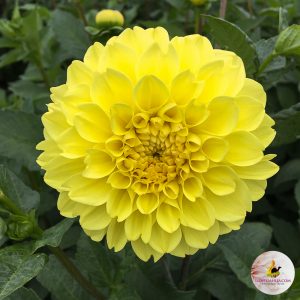 ilovedahlia - buy - dahlia