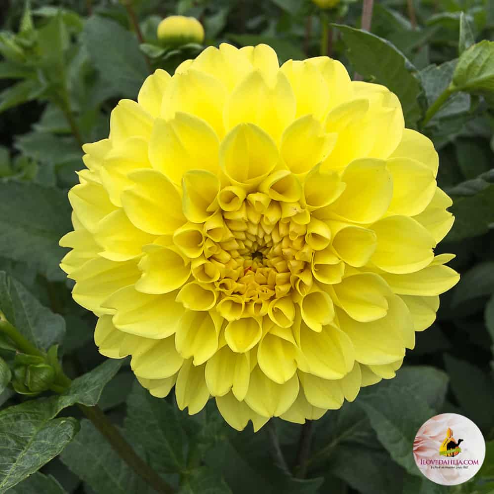 ilovedahlia - buy - dahlia