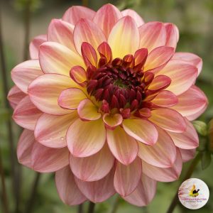 ilovedahlia - buy - dahlia