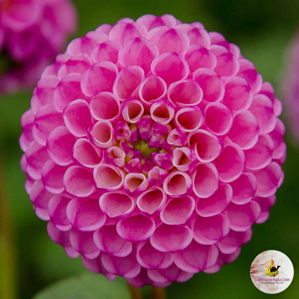 ilovedahlia - buy - dahlia