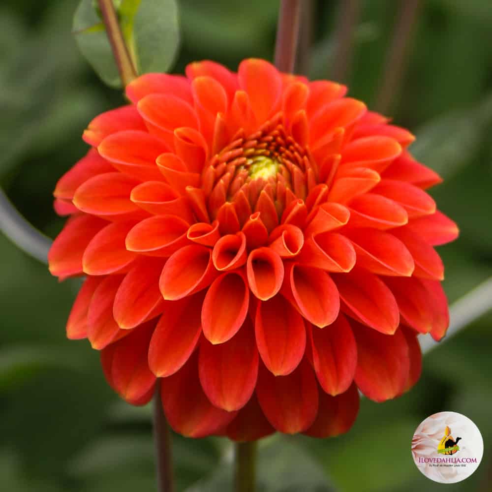 ilovedahlia - buy - dahlia