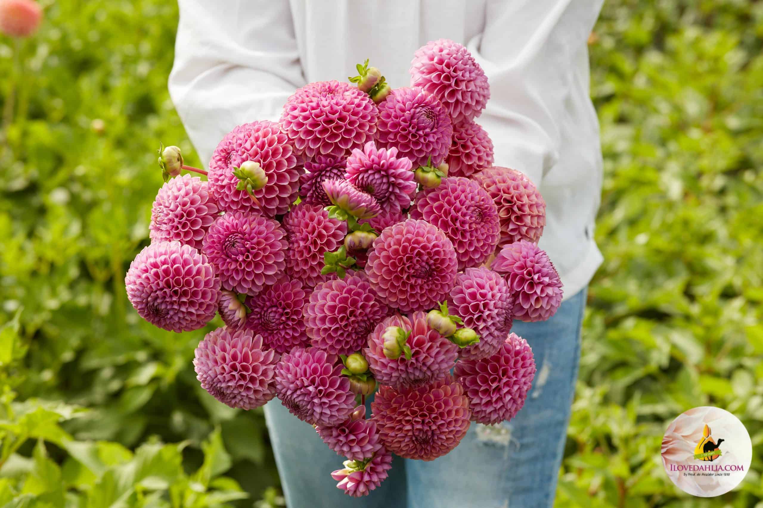 Dahlia Isabel - Image 2