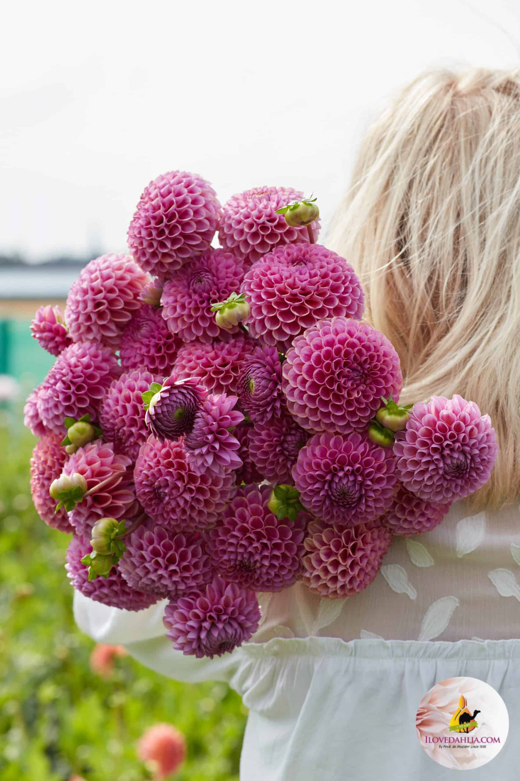 Ilovedahlia-Dahlia-Isabel