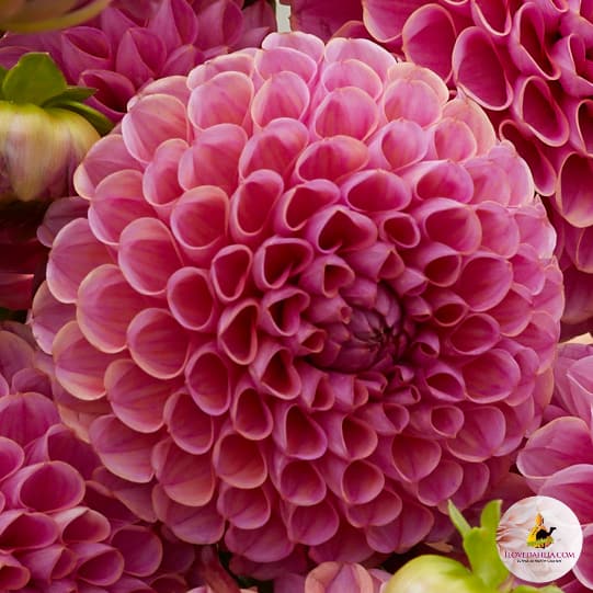 Dahlia Isabel - Image 4