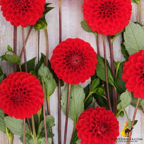 Dahlia Salsa - Image 3