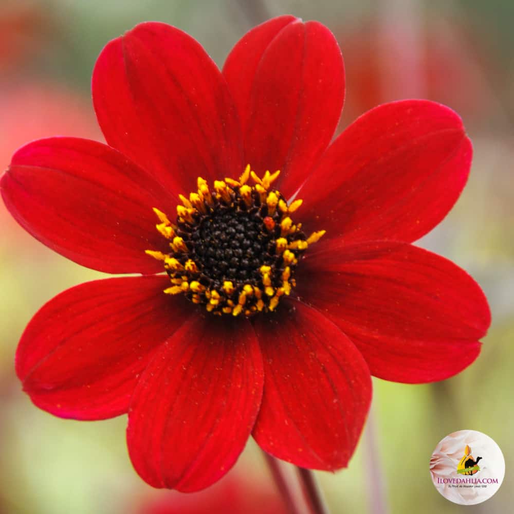 ilovedahlia - buy - dahlia