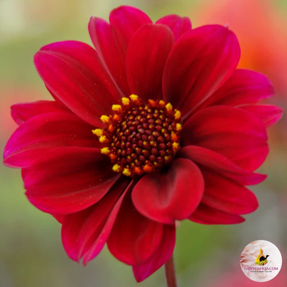 ilovedahlia - buy - dahlia