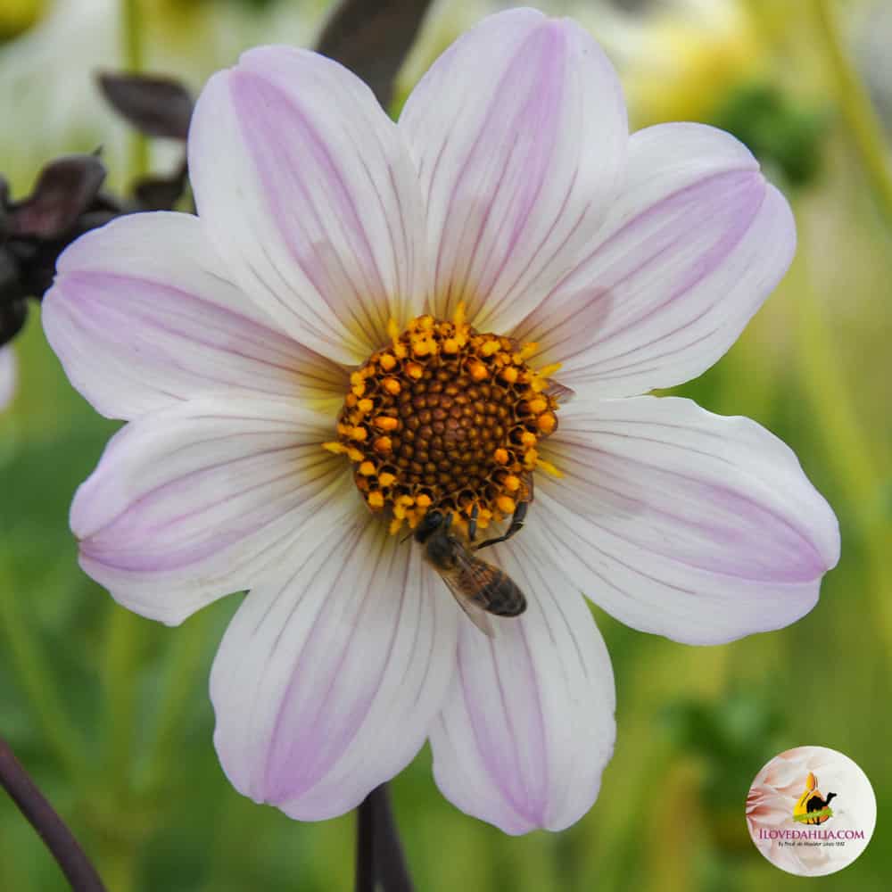 ilovedahlia - buy - dahlia