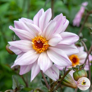 ilovedahlia - kopen - dahlia