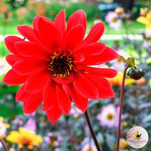 ilovedahlia - kopen - dahlia