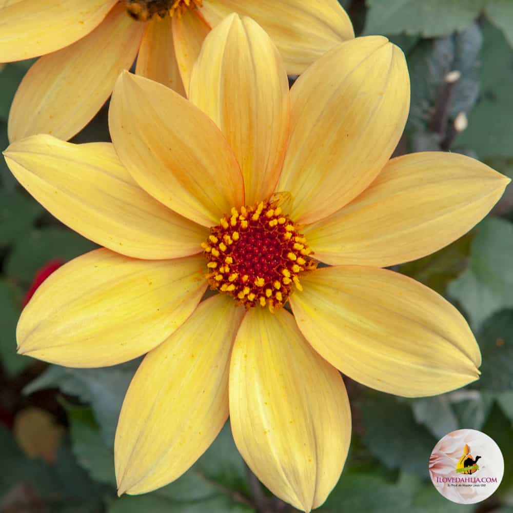 ilovedahlia - buy - dahlia