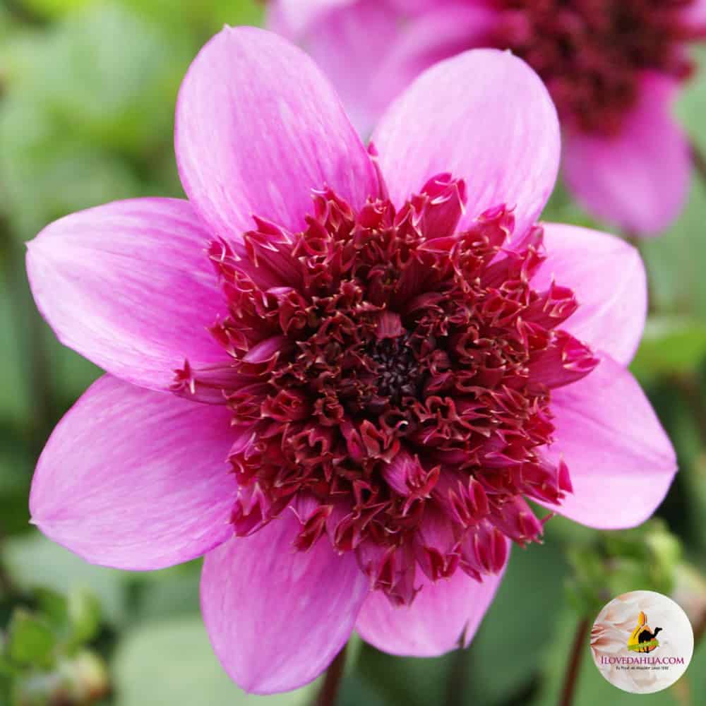 ilovedahlia - buy - dahlia