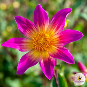 ilovedahlia - kopen - dahlia