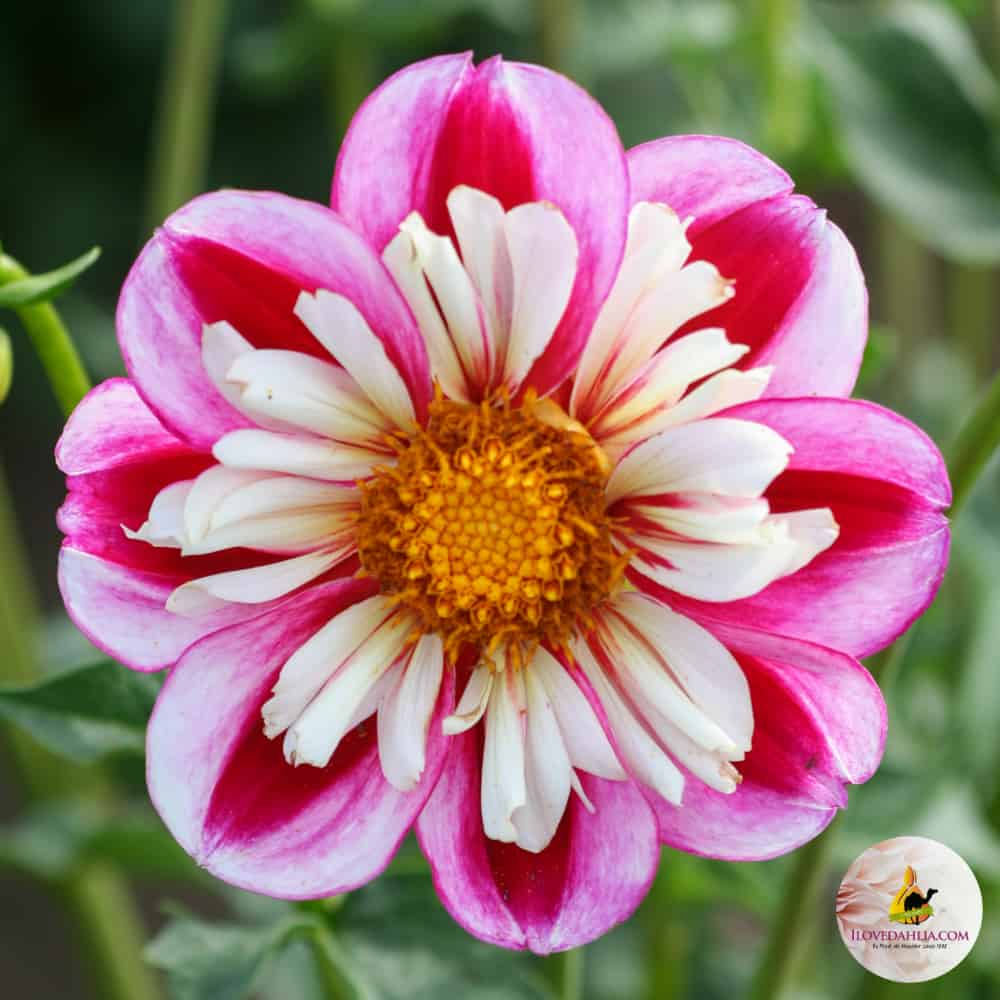 ilovedahlia - buy - dahlia