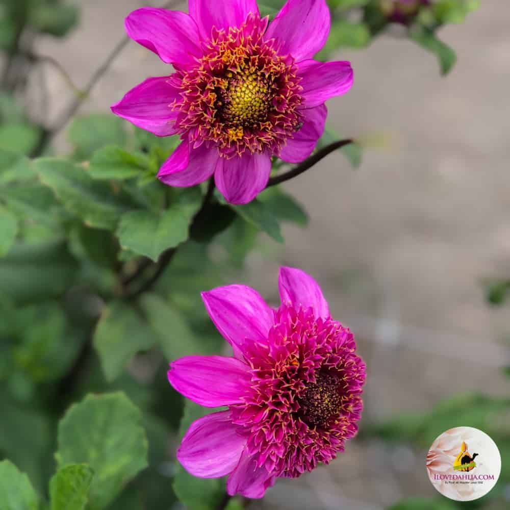 ilovedahlia - buy - dahlia