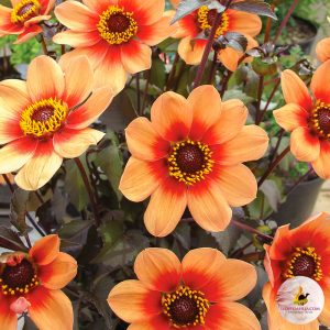 ilovedahlia - kopen - dahlia