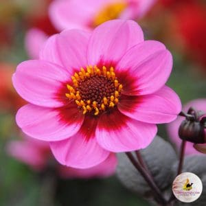 ilovedahlia - kopen - dahlia
