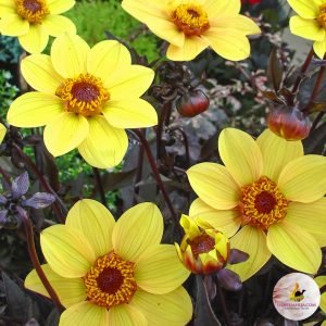 ilovedahlia - kopen - dahlia