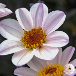 dahlia-hs-prinses