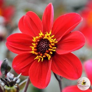ilovedahlia - kopen - dahlia