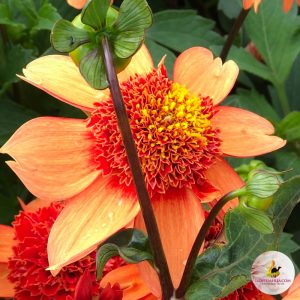 ilovedahlia - buy - dahlia