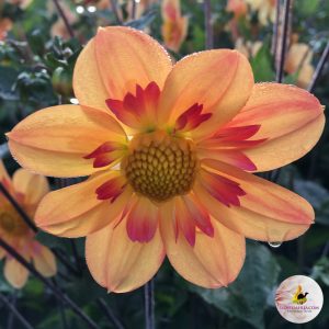 ilovedahlia - kopen - dahlia