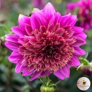 ilovedahlia - buy - dahlia