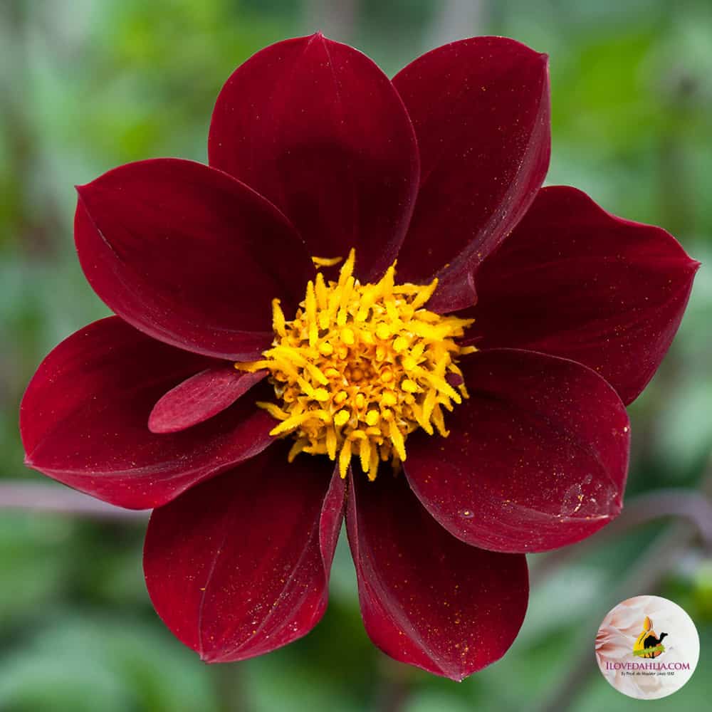 ilovedahlia - buy - dahlia