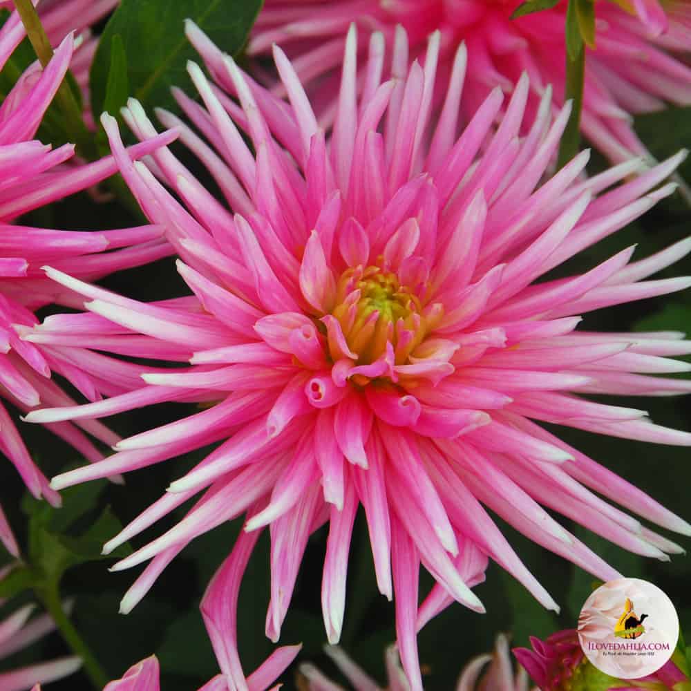 ilovedahlia - buy - dahlia